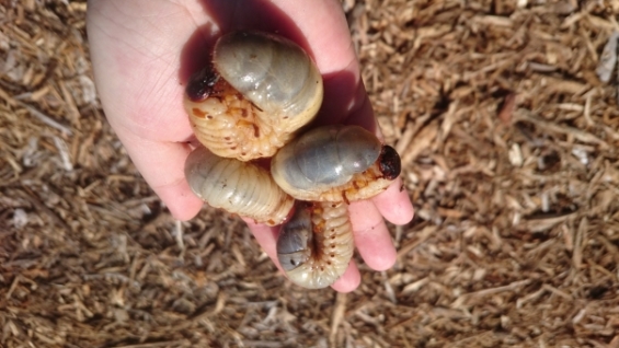 クワガタの幼虫を育てよう 幼虫の飼育方法を紹介 昆虫大好き