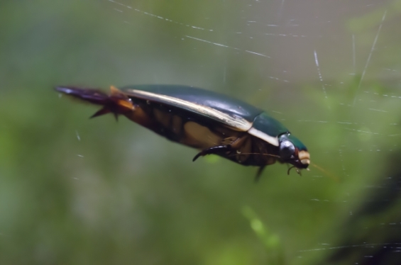 ゲンゴロウって飼える 生態や捕まえ方 飼育方法を紹介 昆虫大好き