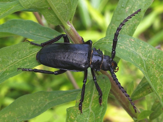 カミキリムシにはどんな種類がいる カミキリムシの種類について紹介 昆虫大好き