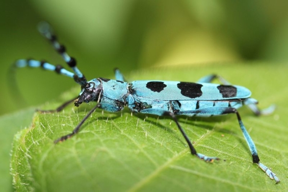 カミキリムシにはどんな種類がいる カミキリムシの種類について紹介 昆虫大好き