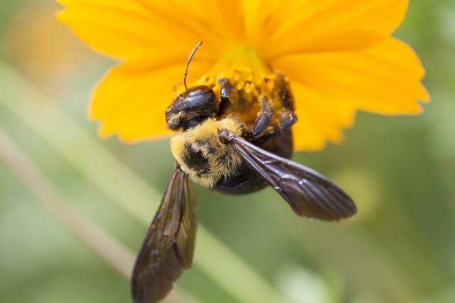 可愛いハチ クマバチの生態と毒性について紹介 昆虫好きブログ