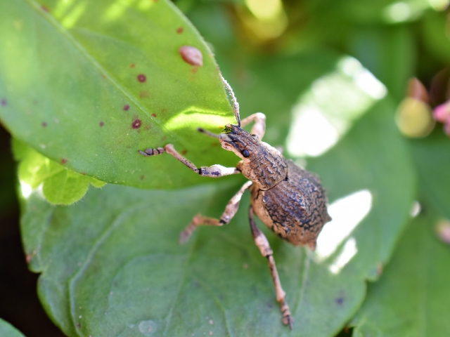 ゾウムシってどんな昆虫 ゾウムシの特徴や生態 種類について紹介 昆虫大好き