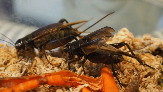 コオロギが共食いしてしまう 共食いが起きる原因と対処法を紹介 昆虫大好き