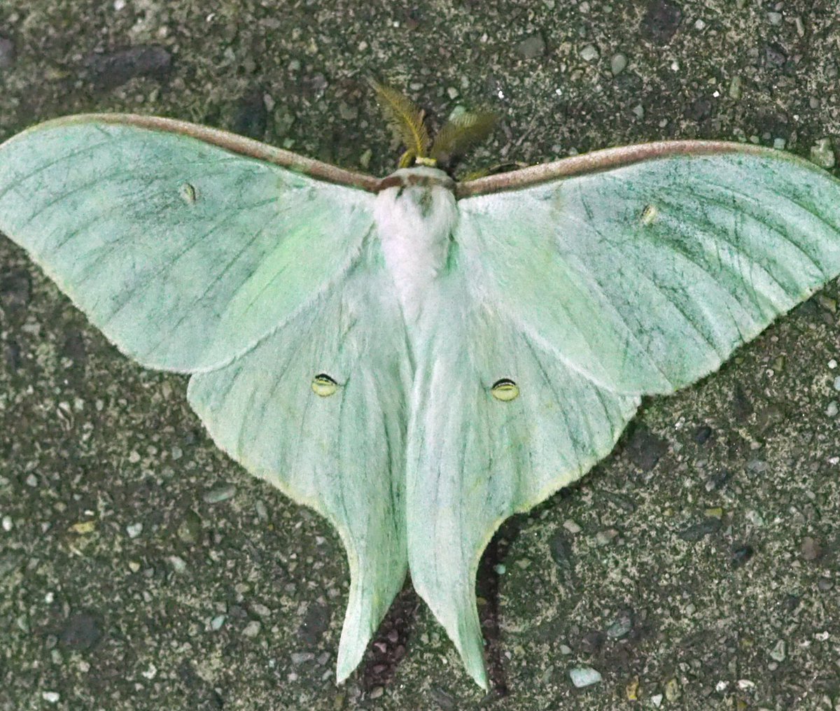 オオミズアオの生態や特徴について紹介 昆虫大好き